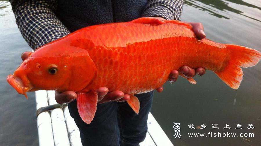 红鲤Cyprinus flammans (Richardson) hóng lǐ 