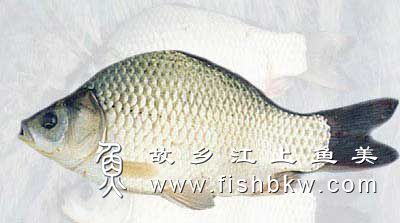 丰鲤Feng carp fēng lǐ 