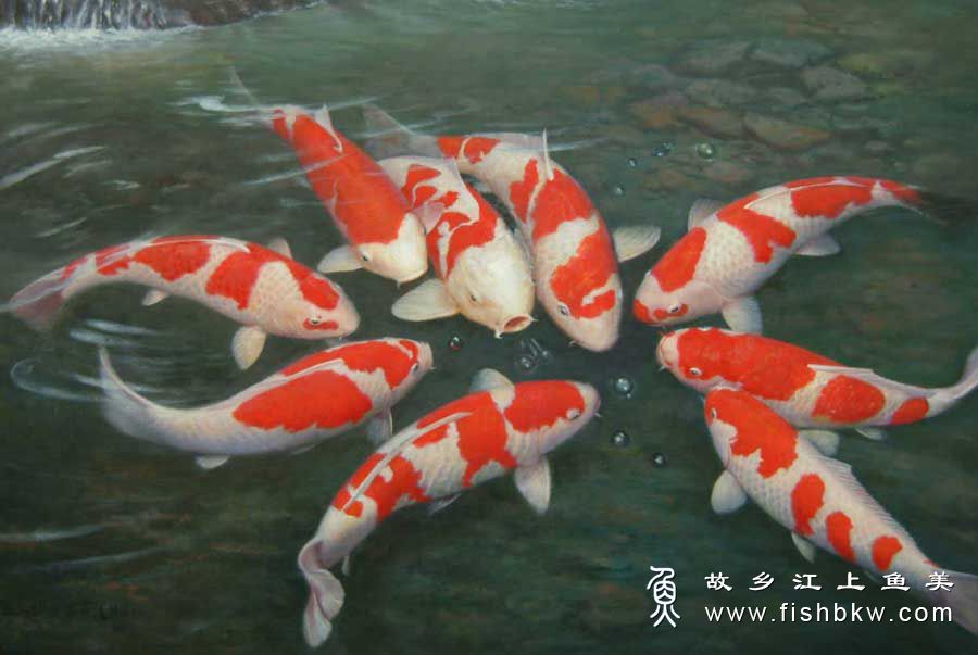 锦鲤 Cyprinus carpio haematopterus jǐn lǐ