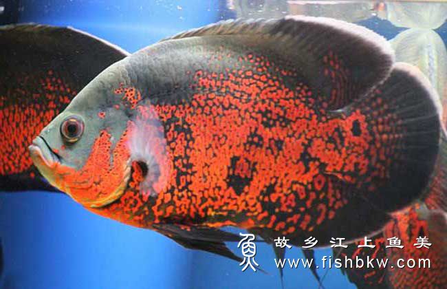 地图鱼Astronotus ocellatusdì tú yú 