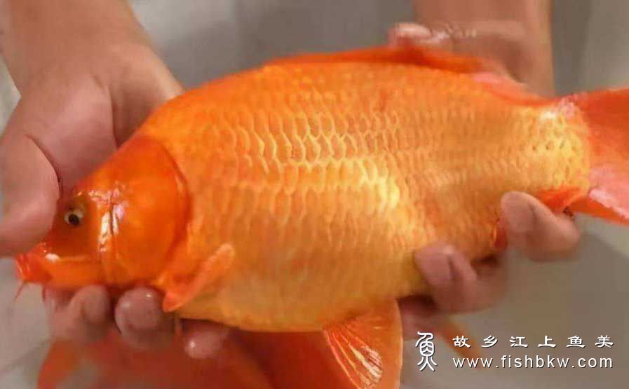 荷包红鲤 Cyprinus carpio Red var vuyuanensis  hé bāo hóng lǐ 