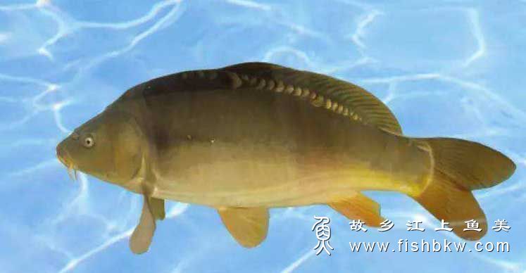 镜鲤 Cyprinus carpio var. specularis jìng lǐ 