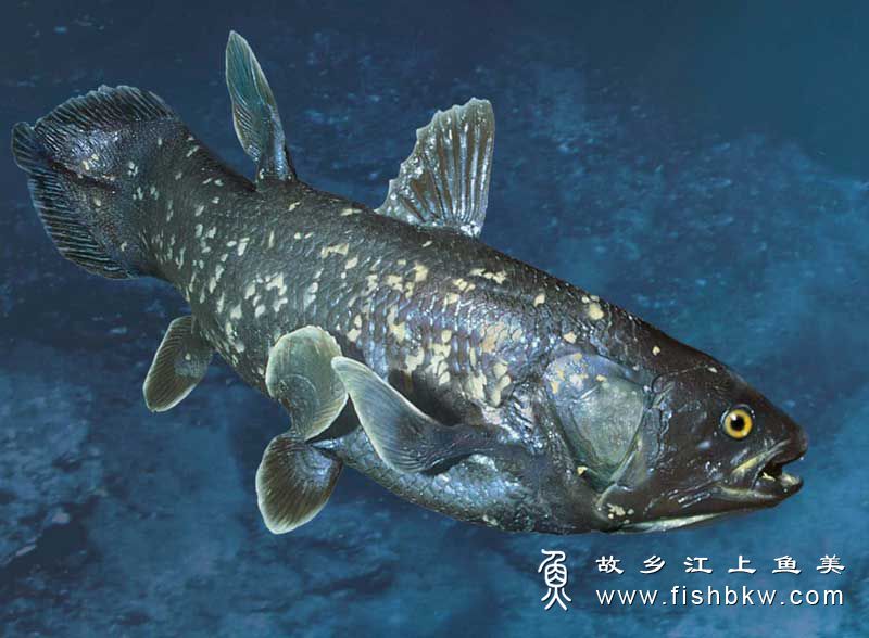 腔棘鱼 coelacanth qiāng jí yú 