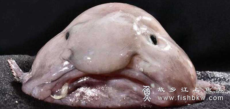 濒危的丑陋动物 水滴鱼上榜入选