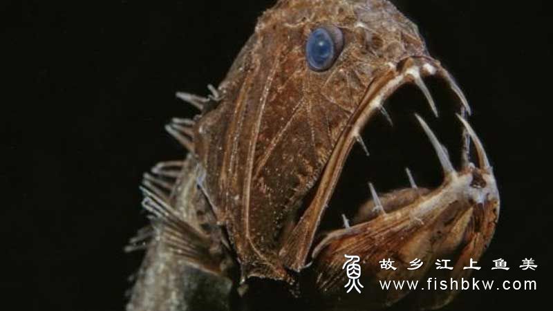 尖牙鱼Anoplogaster  jiān yá yú 