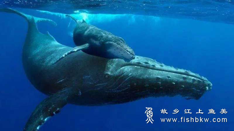 抹香鲸 Physeter macrocephalus mò xiāng jīng 