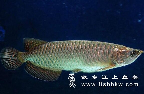 龙鱼要这样养你知道吗？