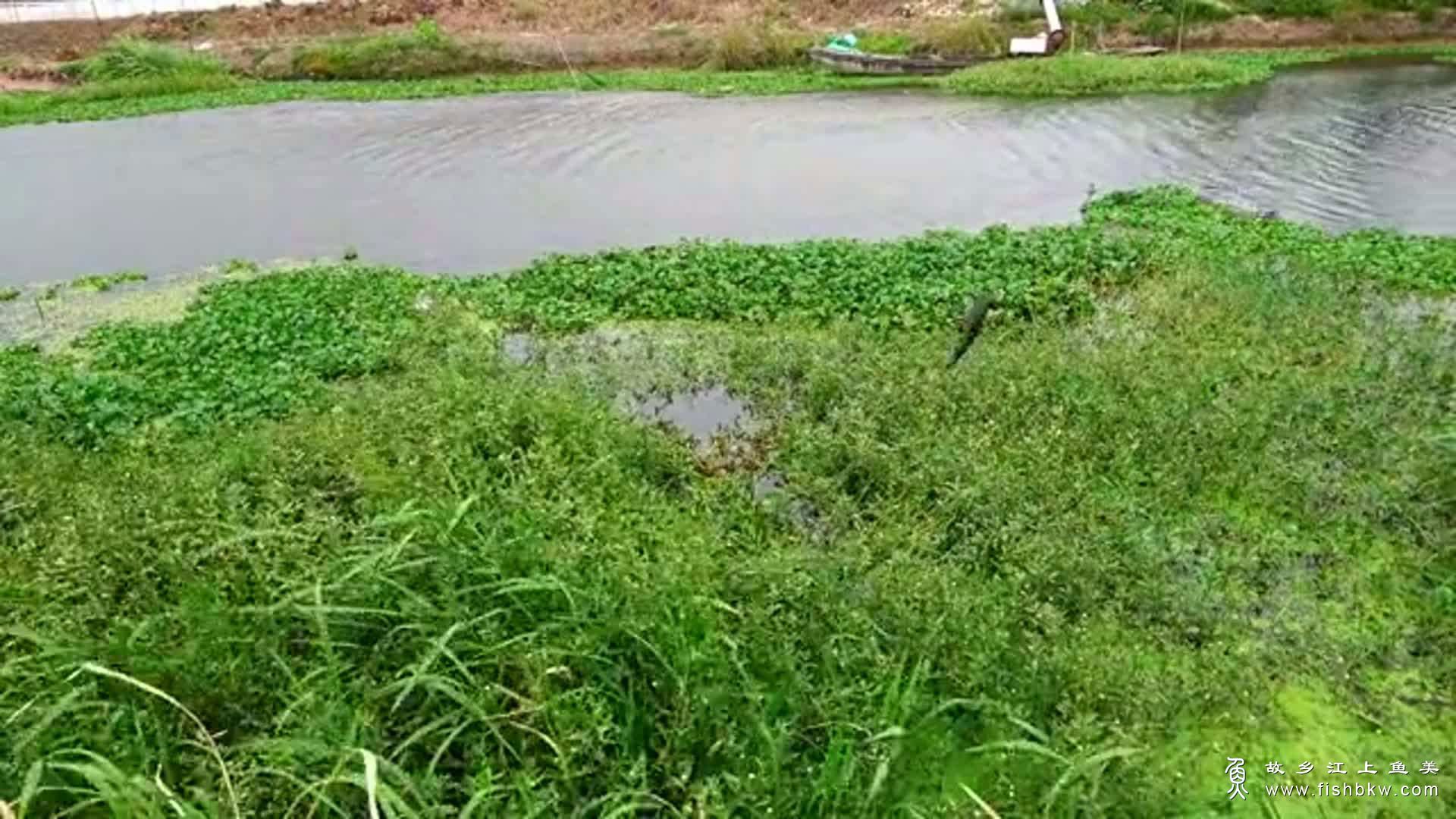 夏季钓草洞的技巧方法！