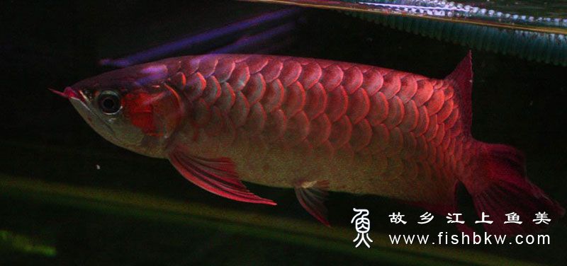 辣椒红龙Chili Red Dragon  là jiāo hóng lóng 