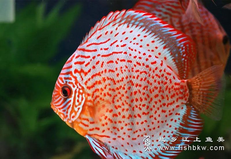 七彩神仙鱼 S. aequifasciata qī cǎi shén xiān yú