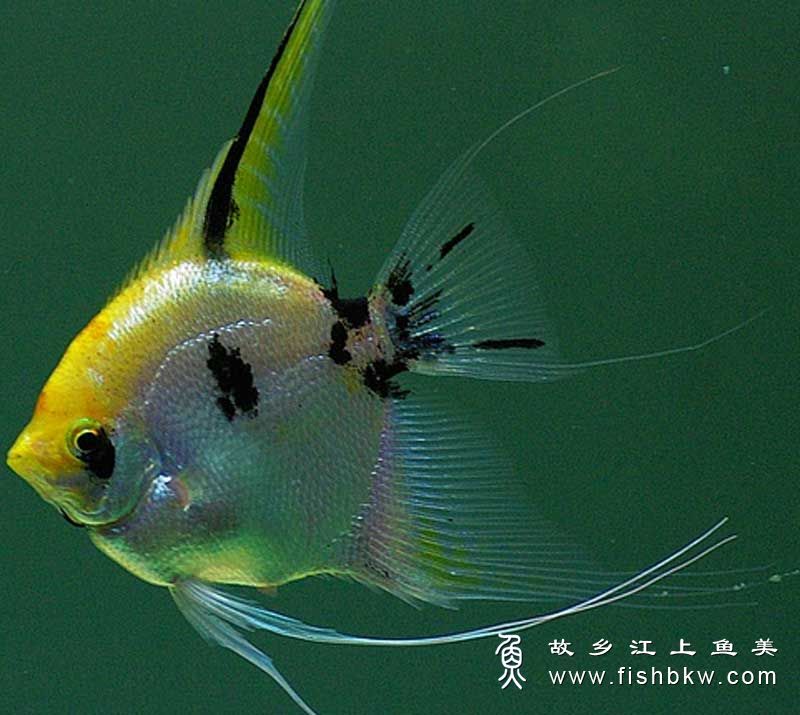 神仙鱼Pterophyllum scal