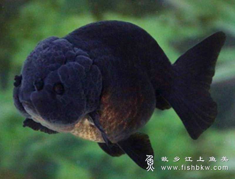 黑寿  Carassius auratus 【hēi shòu】