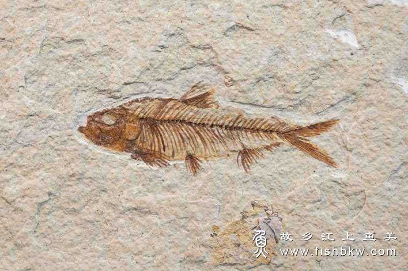 鱼类祖先是谁？鱼的起源在哪里？