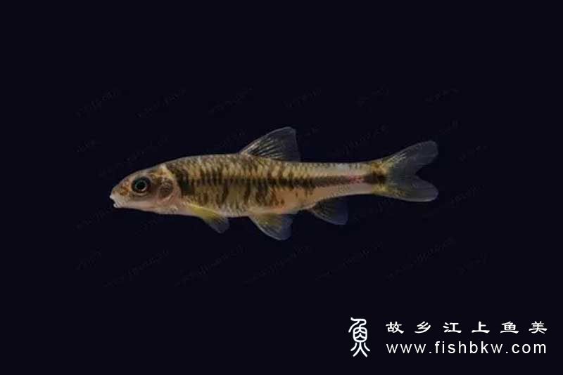 鮈亚科 Gobioninae  jū yà kē 