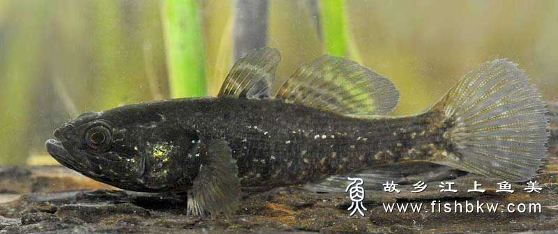 葛氏鲈塘鳢 Perccottus gle