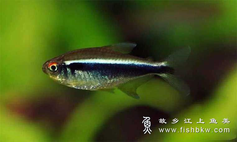 黑霓虹灯鱼(赫氏魮脂鲤) Hyphessobrycon herbertaxelrodi hēi ní hóng dēng yú