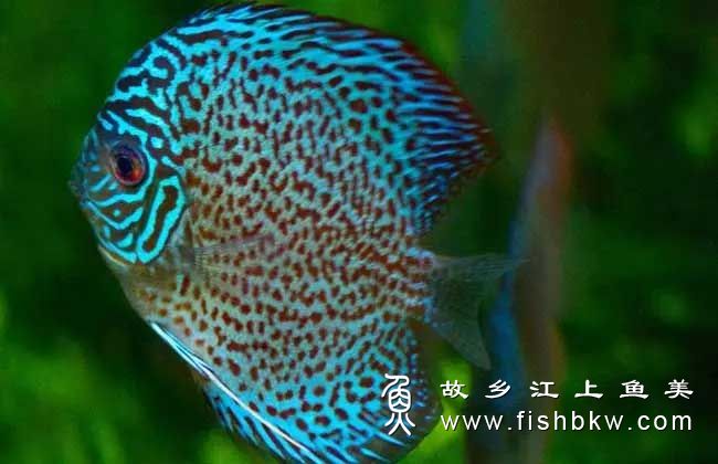 条纹蓝七彩SYMPHYSODON AEQUIFASCIATA tiáo wén lán qī cǎi 