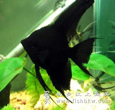 黑神仙 pterophyllum scalare hēi shén xiān