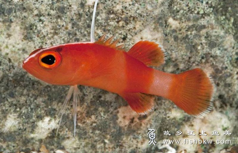 飞刃狐 fēi rèn hú 