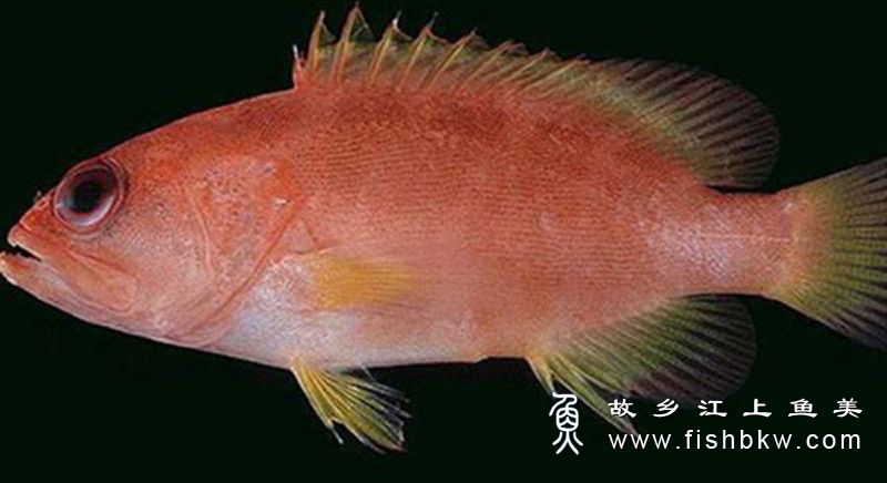 七带九棘鲈 Cephalopholis igarashiensis qī dài jiǔ jí lú