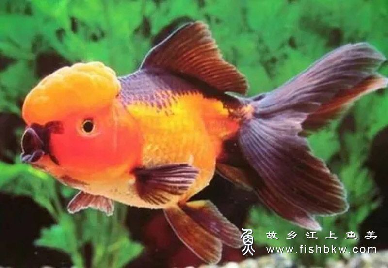 分享一下几种比较名贵的金鱼！
