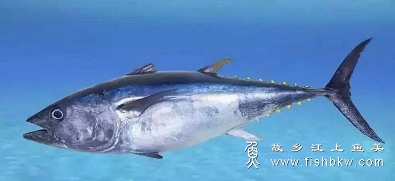 金枪鱼族 Thunnini jīn qiāng yú