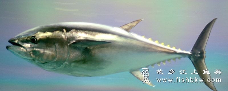 太平洋蓝鳍金枪鱼 Thunnus ori