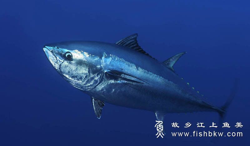 大西洋蓝鳍金枪鱼濒危原因及保护措施