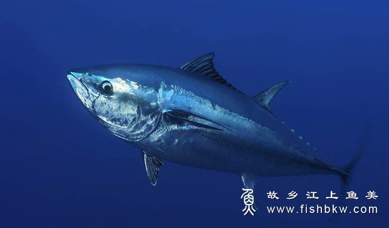 大西洋蓝鳍金枪鱼 Thunnus thynnus dà xī yáng lán qí jīn qiāng yú 