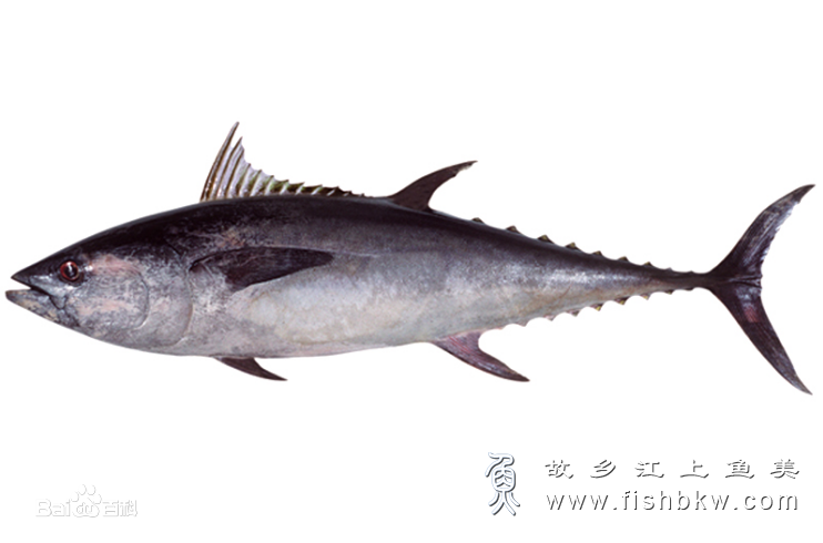 青甘金枪鱼 Thunnus tonggol qīng gān jīn qiāng yú