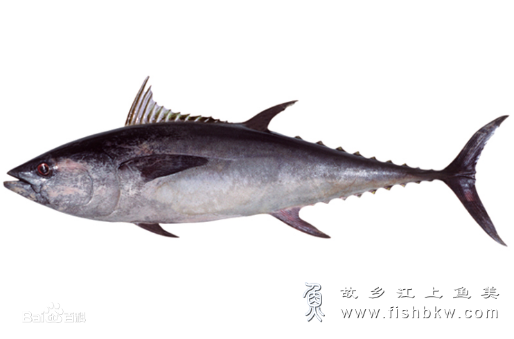 青甘金枪鱼 Thunnus tonggo