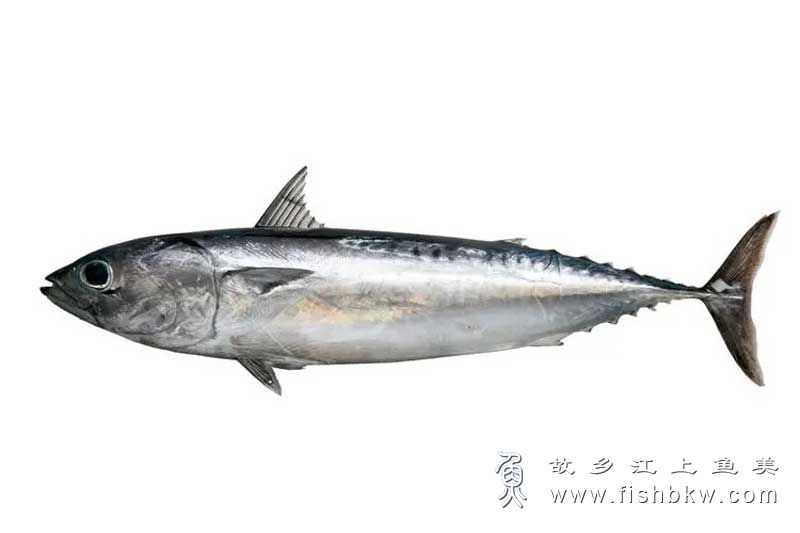 细鲣 Allothunnus fallai xì jiān