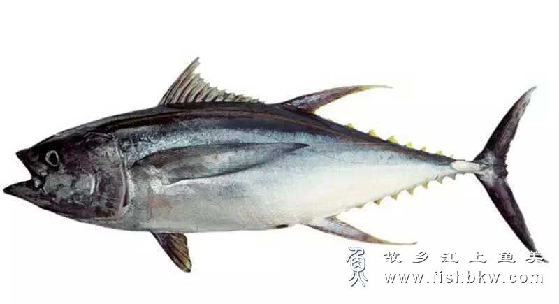 小鲔 Euthynnus alletteratus xiǎo wěi