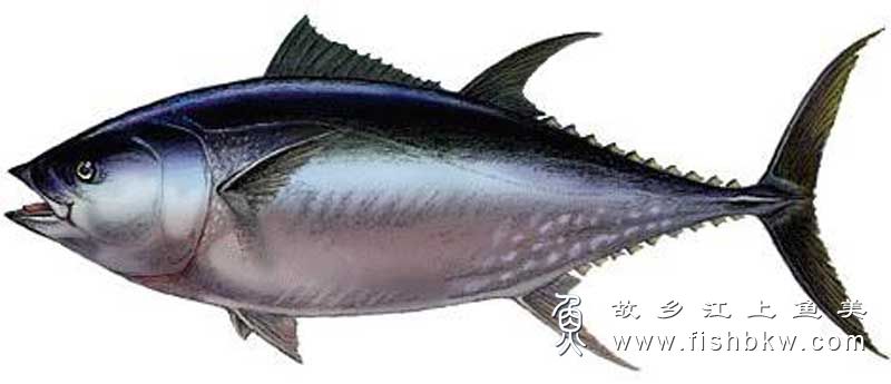 黑鲔 Euthynnus lineatus hēi wěi