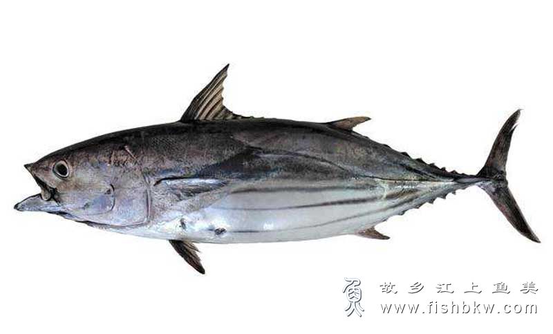 鲣 Katsuwonus pelamis