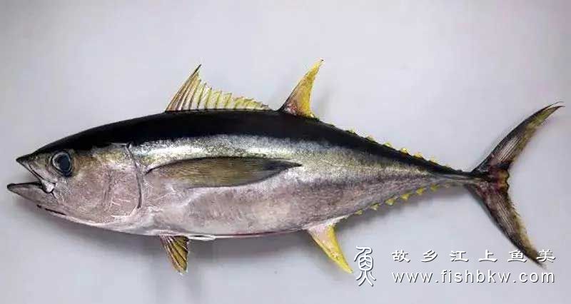 长鳍金枪鱼 Thunnus alalunga cháng qí jīn qiāng yú