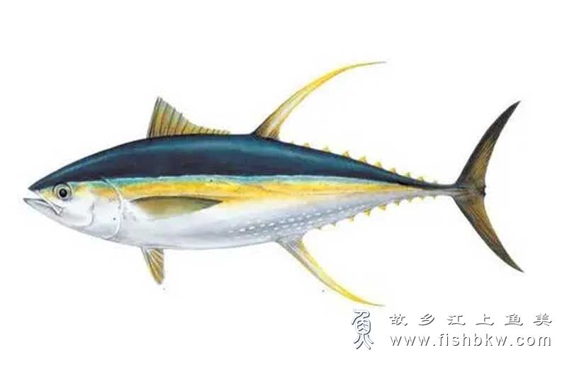 黄鳍金枪鱼 Thunnus albacares huáng qí jīn qiāng yú