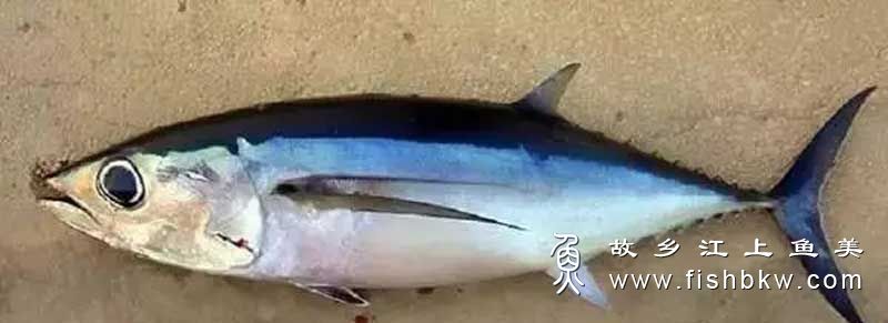 黑鳍金枪鱼 Thunnus atlanticus hēi qí jīn qiāng yú