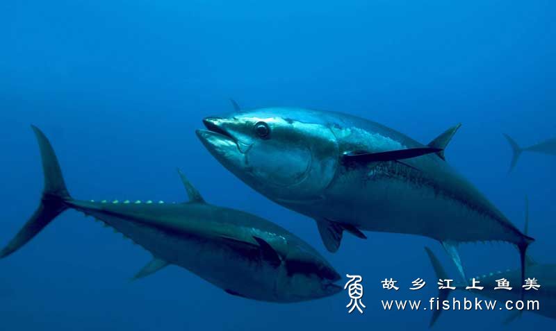 南方蓝鳍金枪鱼 Thunnus maccoyii nán fāng lán qí jīn qiāng yú