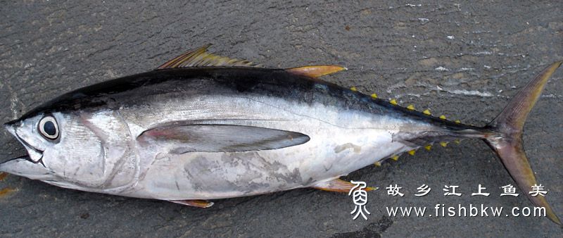 大眼金枪鱼 Thunnus obesus dà yǎn jīn qiāng yú 