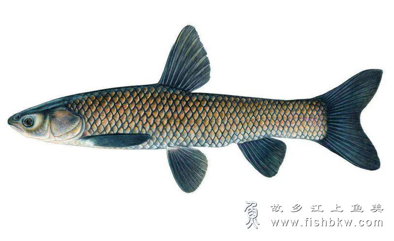 青鱼 Mylopharyngodon piceus qīng yú