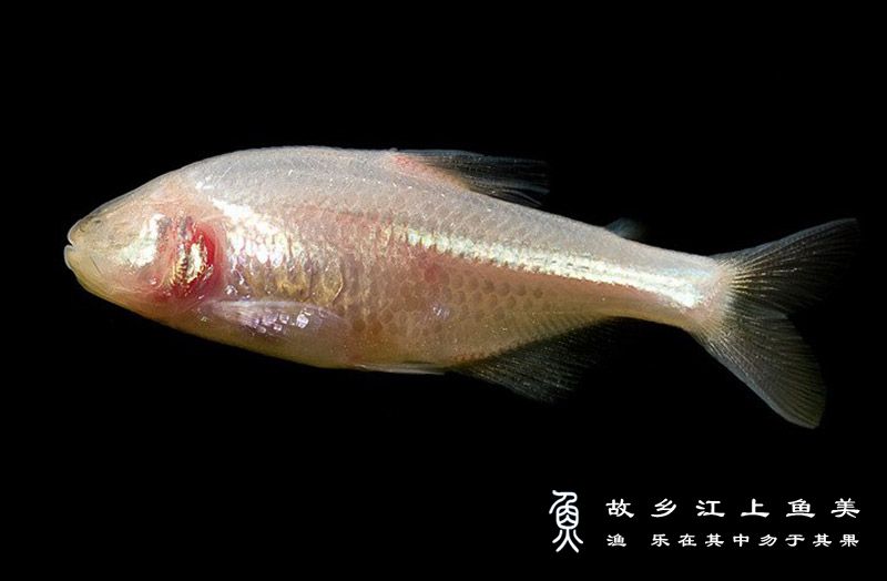 盲鱼 Astyanax fasciatus mexicanus máng yú 
