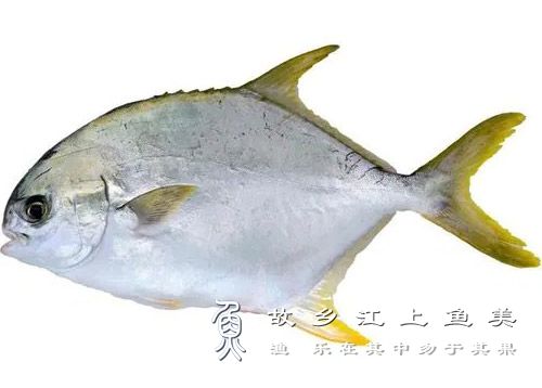 鲳鱼 chāng yú 