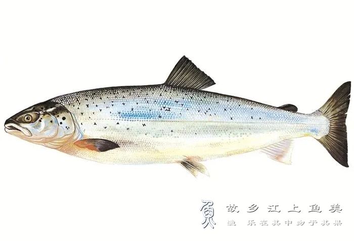 三文鱼 Oncorhynchus sān