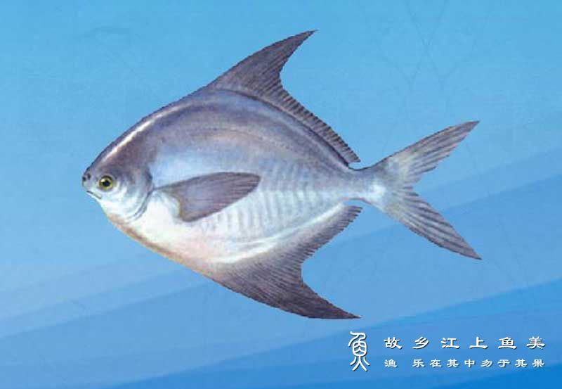 银鲳 Pampus argenteus yín chāng