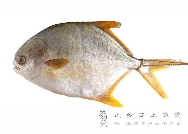 卵形鲳鲹 Trachinotus ova