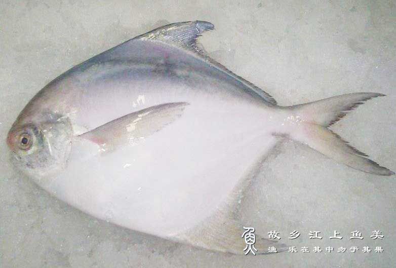 中国鲳 Pampus chinensis