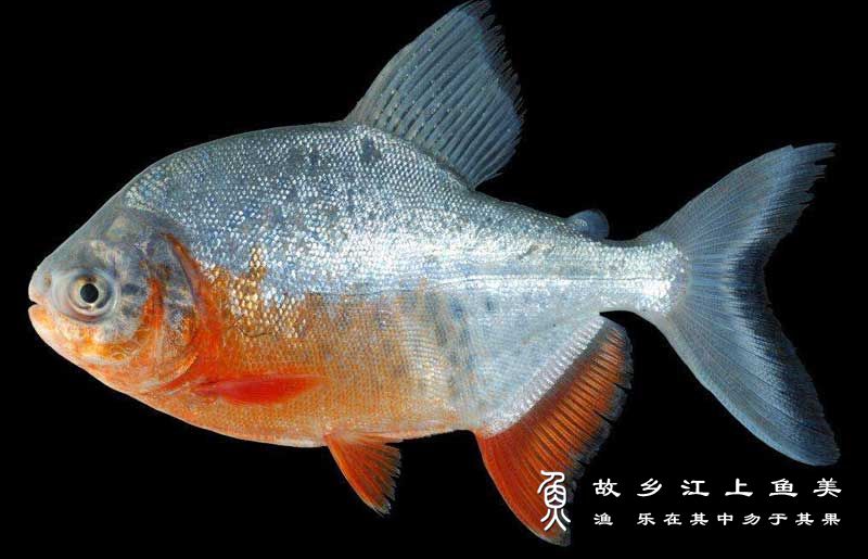 红鲳鱼 hóng chāng yú