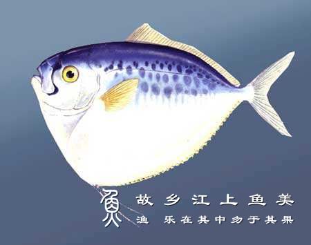 眼镜鱼 Mene maculata yǎ