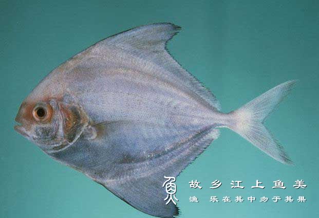 乌鲹 Parastromateus niger  wū shēn 